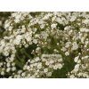 Šater latnatý 'Festival White Flare' - Gypsophila paniculata 'Festival White Flare'  Gypsophila paniculata 'Festival White Flare'
