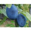 62766 1 svestka emper