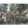 Meru�ka �Hargrand� (Balen� kontejner C5, Podno� semen��)