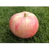 Malus domestica  'Peasgood's Nonsuch' (2)