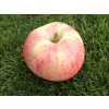 Malus domestica  'Peasgood's Nonsuch' (1)