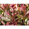Photinia fraseri 'Pink Marble' (2)