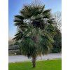 122220 2 122220 2 122220 2 122220 2 122220 2 122220 2 trachycarpus fortunei