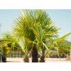 122220 122220 122220 122220 122220 122220 trachycarpus fortunei