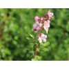 Zábluda/Eskalonie 'Donard Seedling'  Escallonia 'Donard Seedling'