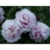 Rosea plena 1 (Large)