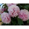 Rosea Plena (Large)