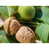Ořešák 'Apollo'  Juglans regia ´Apollo´