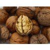 Ořešák 'Apollo'  Juglans regia ´Apollo´