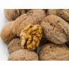 Ořešák 'Jupiter'  Juglans regia  'Jupiter'