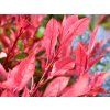 Blýskavka Fraserova 'Little Fenna'  Photinia fraseri 'Little Fenna'