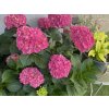 Hortenzie velkolistá  EVERBLOOM 'Red Wonder'  Hydrangea macrophylla EVERBLOOM 'Red Wonder'