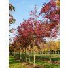 indian summer