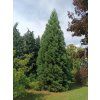 Sekvojovec obrovský 'Healthy Mammoth One'  Sequoiadendron giganteum 'Healthy Mammoth One'