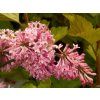 Syringa Miss Canada