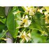 Trachelospermum asiaticum 'Chili and Vanilla' (2)