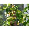 Trachelospermum asiaticum 'Chili and Vanilla' (1)