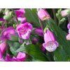 Digitalis Lucas Pink (2)