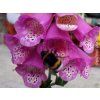 122882 1 122882 1 122882 1 122882 1 122882 1 122882 1 naprstnik pink panther digitalis pink panther