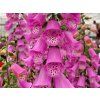 122882 122882 122882 122882 122882 122882 naprstnik pink panther digitalis pink panther