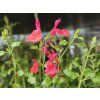 122906 5 alv j drobnolist hot lips salvia microphylla hot lips balen kontejner p17 tvar v ka 50cm
