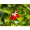 122906 salvej drobnolista hot lips salvia microphylla hot lips