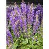 �alv�j x sylvestris �April Night� - Salvia x sylvestris �April Night� (Balen� kontejner p13)