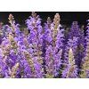 �alv�j x sylvestris �April Night� - Salvia x sylvestris �April Night� (Balen� kontejner p13)