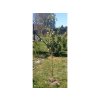 Jabloň 'Matčino'- kontejner  Malus domestica 'Matčino'