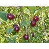Višeň zakrslá 'Kerr's cherry' - kontejner  Prunus x kerrasis