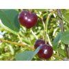 Višeň zakrslá 'Kerr's cherry' - kontejner  Prunus x kerrasis