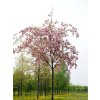 Sakura ozdobná 'Pink Perfection' - kontajner  Prunus serrulata 'Pink Perfection'