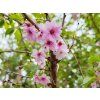 Třešeň chloupkatá 'Autumnalis Rosea' - kontejner  Prunus subhirtella 'Autumnalis Rosea'