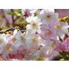 Třešeň chloupkatá 'Autumnalis Rosea' - kontejner  Prunus subhirtella 'Autumnalis Rosea'