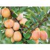 Švestkomeruňka 'Miracose®' - kontejner  Prunus syriaca 'Miracose'