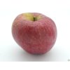 Jabloň 'Bláhova Reneta' - kontejner  Malus domestica 'Bláhova Reneta'