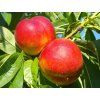 Nektarinka 'Stark Red Gold'- kontejner  Prunus persica 'Stark Red Gold'