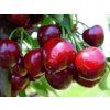 Třešeň 'Starking Hardy Giant' - kontejner  Prunus avium 'Starking Hardy Giant'
