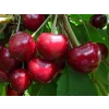 Třešeň 'Starking Hardy Giant' - kontejner  Prunus avium 'Starking Hardy Giant'