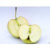 Jabloň 'Auksis'- kontejner  Malus domestica 'Auksis'