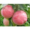 Jabloň sloupovitá 'Uldis' - kontejner  Malus domestica 'Uldis'