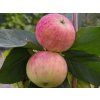 Jabloň sloupovitá 'Ciepa'- kontejner  Malus domestica 'Ciepa'