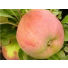 Jabloň sloupovitá 'Ciepa'- kontejner  Malus domestica 'Ciepa'