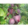 Švestka 'Kolonovidnaja' - kontejner  Prunus cerasifera 'Kolonovidnaja'