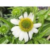 123176 2 trapatka mooodz glory echinacea mooodz glory