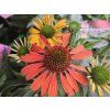 123182 2 trapatka nachova sympathy echinacea purpurea sympathy