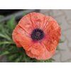 Mák východní 'Pizzicato' - Papaver orientale 'Pizzicato'  Papaver orientale 'Pizzicato'