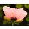 Papaver Pink Perfection (1)
