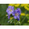 Polemonium Bambino Blue (2)