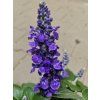 Šalvěj 'Mystic Spires' - Salvia 'Mystic Spires'  Salvia 'Mystic Spires'